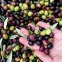 raccolta olive 18.11.15  (55) (medium).jpg